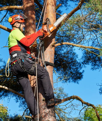 Baumkletterer mit Säge und Klettergurt, Holzfäller bei der Arbeit